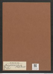 Ardissonia robusta (Ralfs) De Not (de-Toni-Nr.: Genus 68, Species 2678) Zeichnungen Sammlung Grunow Mappe 02888 (Herbarium_W_Grunow_drawings_Folder_02888)